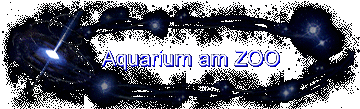 Aquarium am ZOO